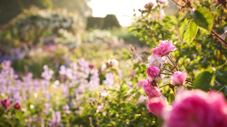 Morning mist in the Rose Garden at Mottisfont, Hampshire